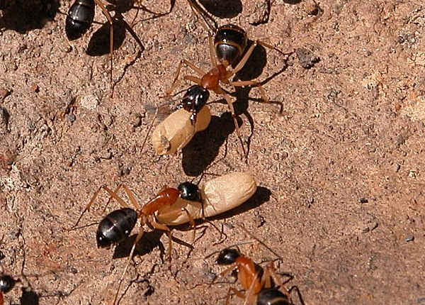 Camponotus nigriceps